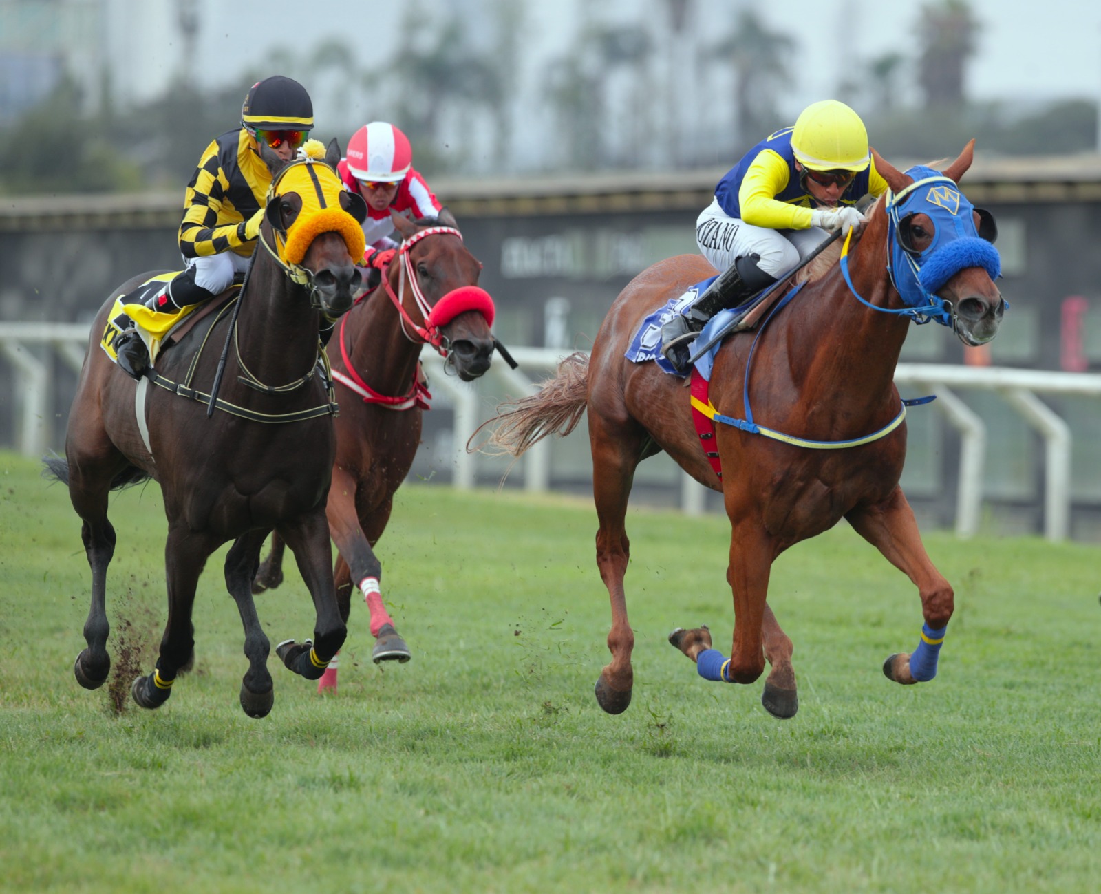  Foto: Julio Villanueva - Renzo Ramos F.D.