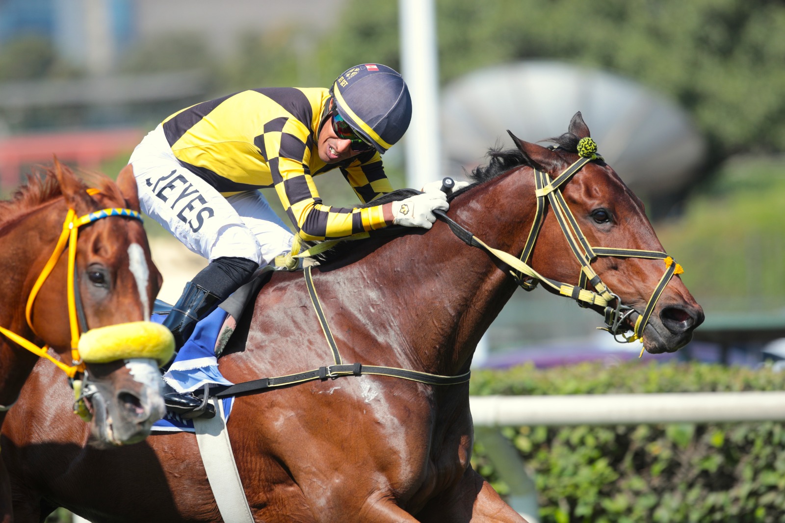  Foto: Julio Villanueva - Renzo Ramos F.D.