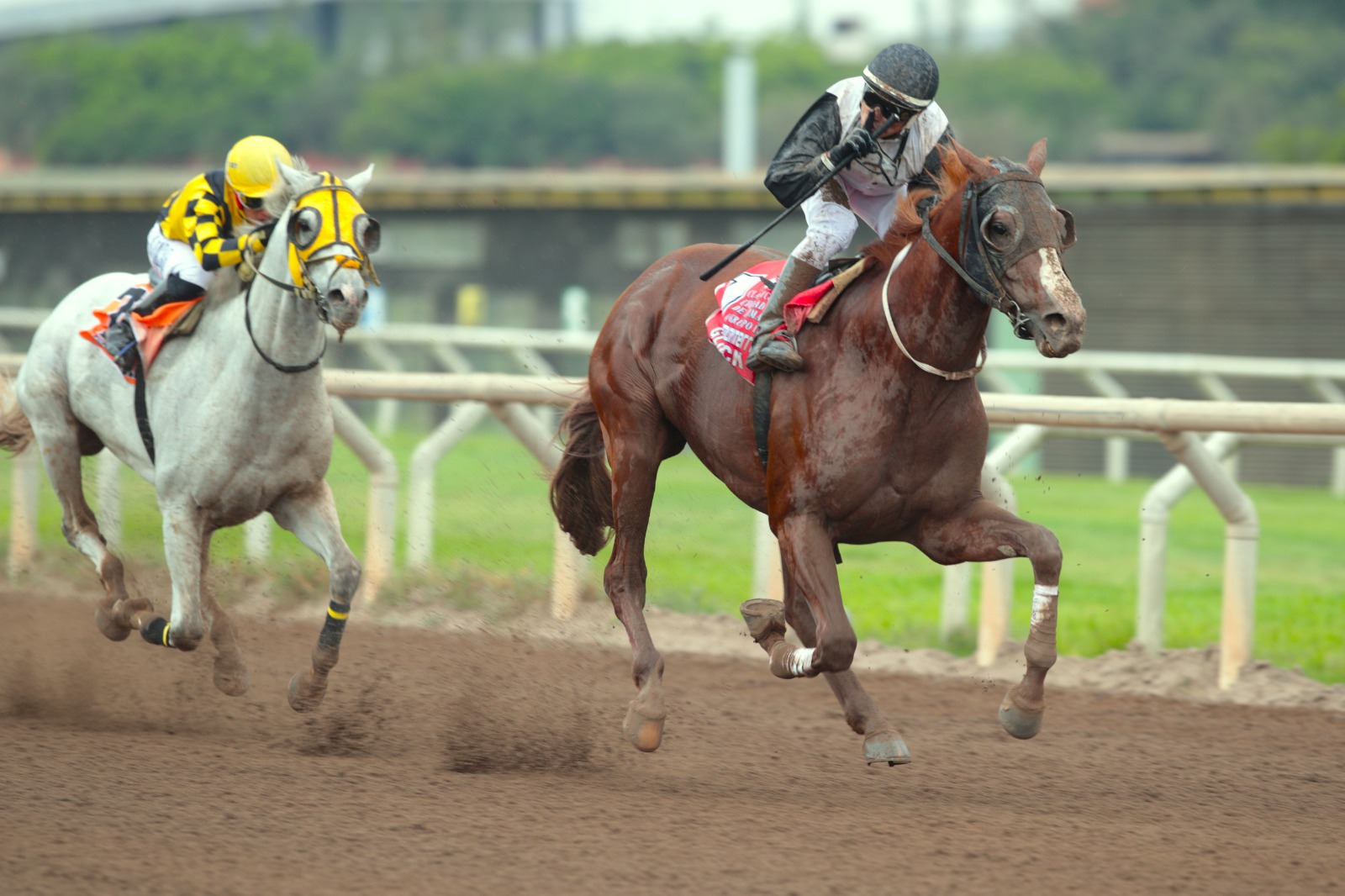  Foto: Julio Villanueva - Renzo Ramos F.D.