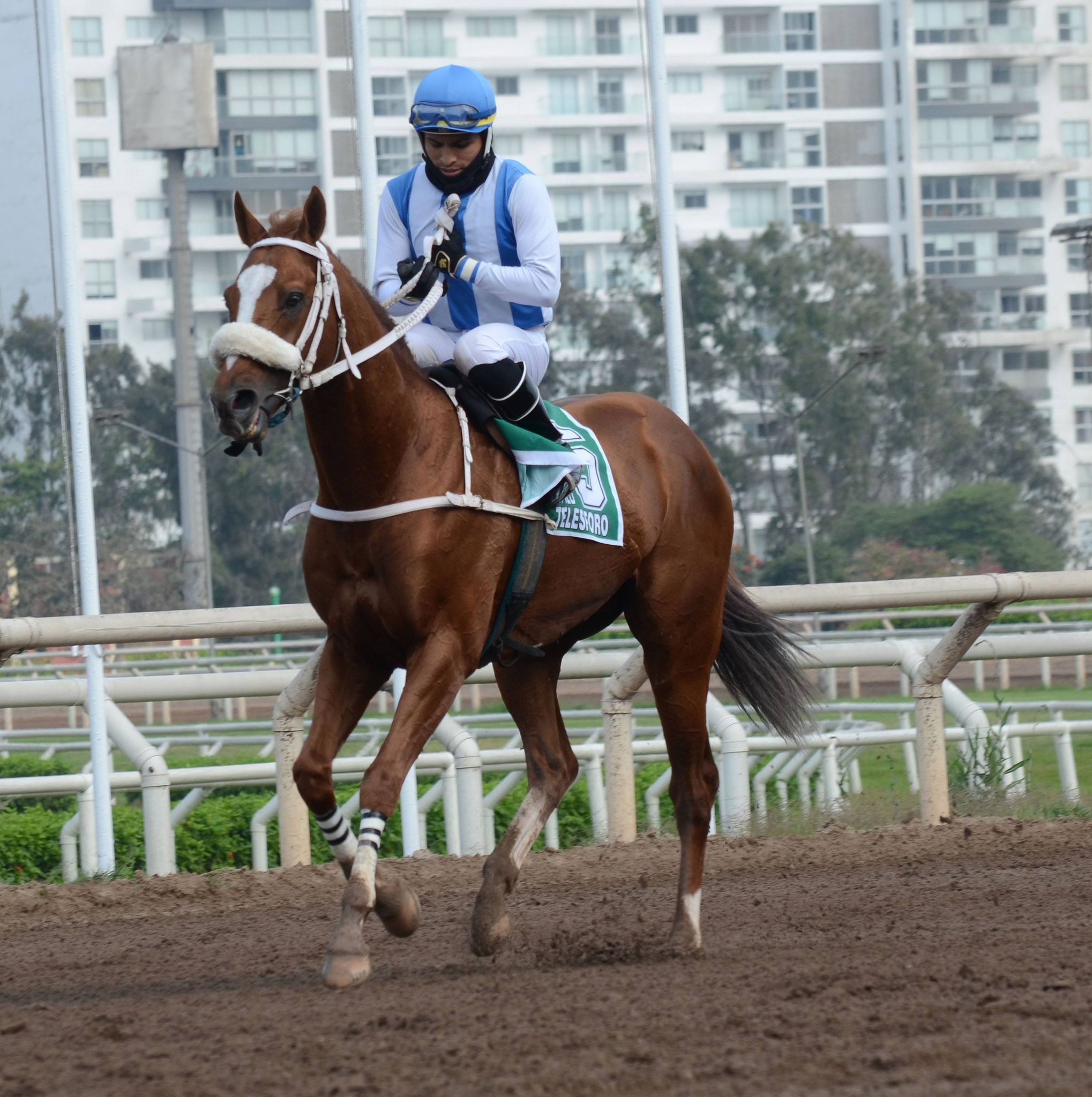  Foto: Liliana Ypenza - Renzo Ramos F.D.